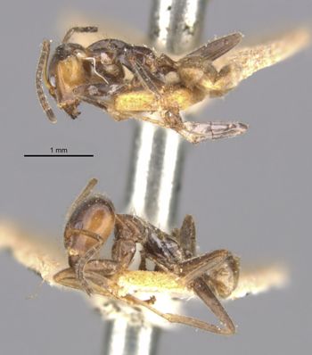 Media type: image;   Entomology 21357 Aspect: habitus lateral view